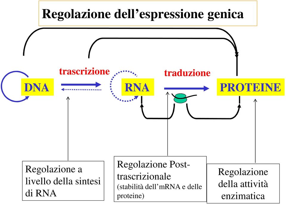 di RNA Regolazione Posttrascrizionale (stabilità dell