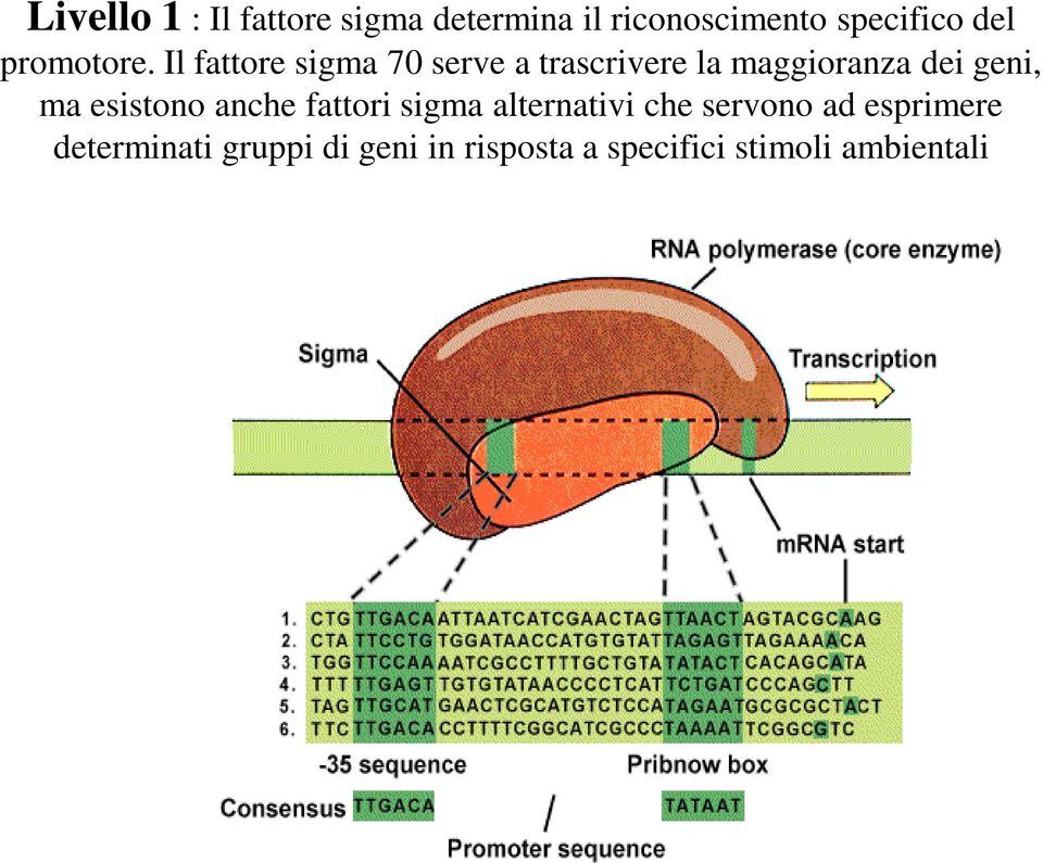 Il fattore sigma 70 serve a trascrivere la maggioranza dei geni, ma