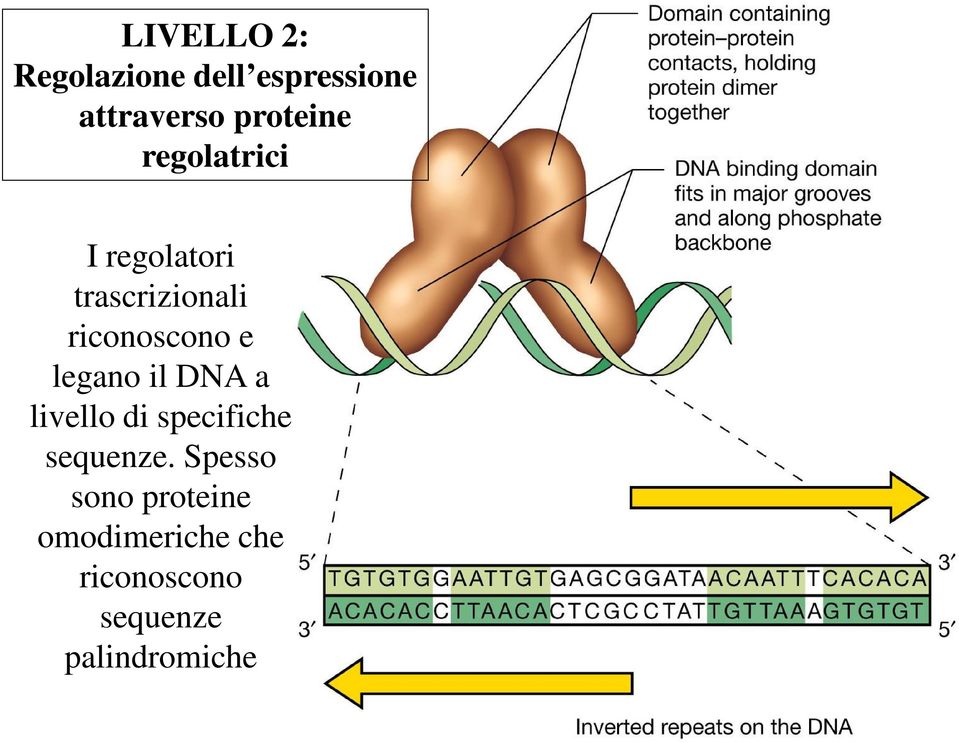 riconoscono e legano il DNA a livello di specifiche