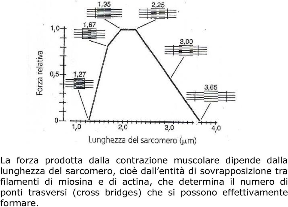 tra filamenti di miosina e di actina, che determina il numero