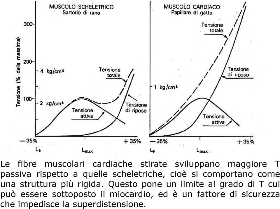 più rigida.