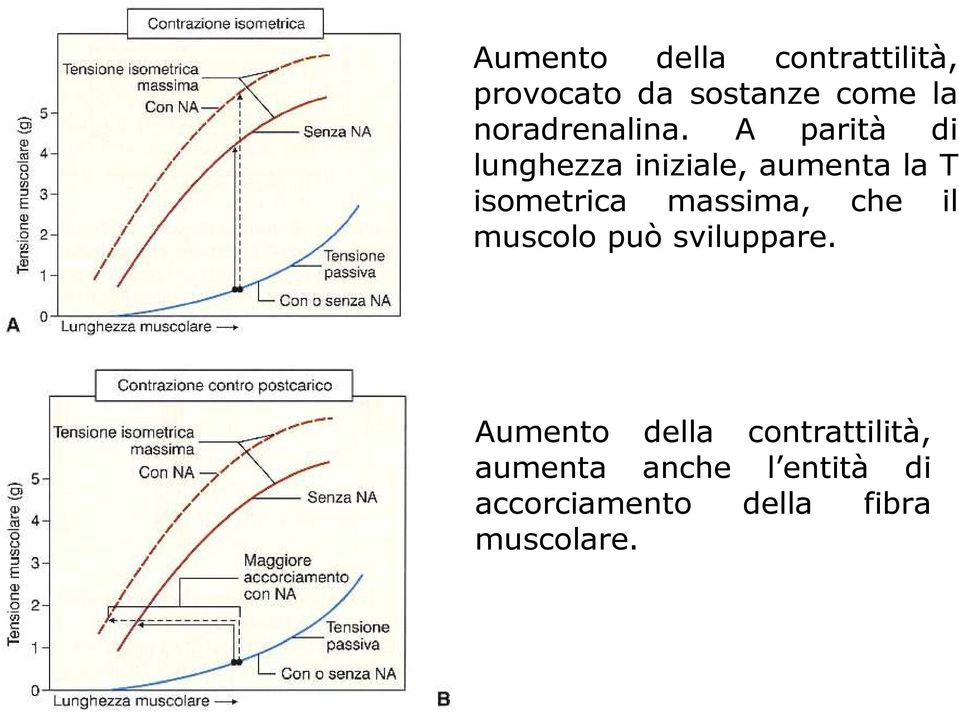 A parità di lunghezza iniziale, aumenta la T isometrica massima,