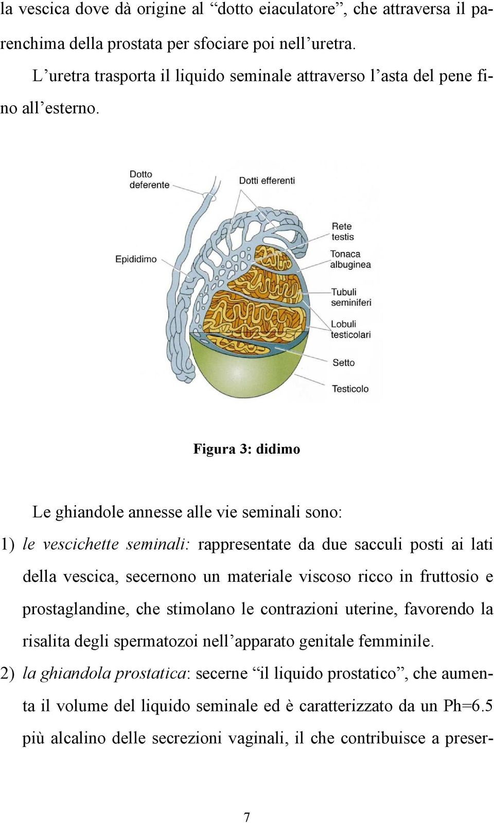 Figura 3: didimo Le ghiandole annesse alle vie seminali sono: 1) le vescichette seminali: rappresentate da due sacculi posti ai lati della vescica, secernono un materiale viscoso ricco