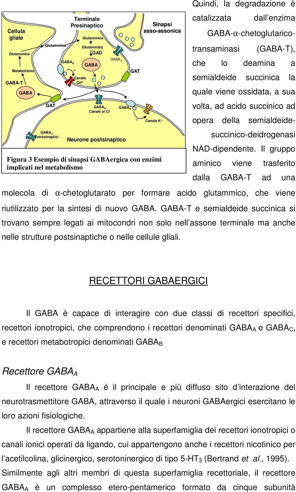 Schema di una sinapsi GABAergica GAT Sinapsi asso-assonica Canale K + Figura 3 Esempio di sinapsi GABAergica con enzimi implicati nel metabolismo Quindi, la degradazione è catalizzata dall enzima