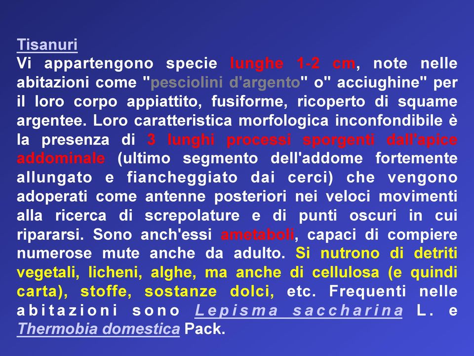 vengono adoperati come antenne posteriori nei veloci movimenti alla ricerca di screpolature e di punti oscuri in cui ripararsi.