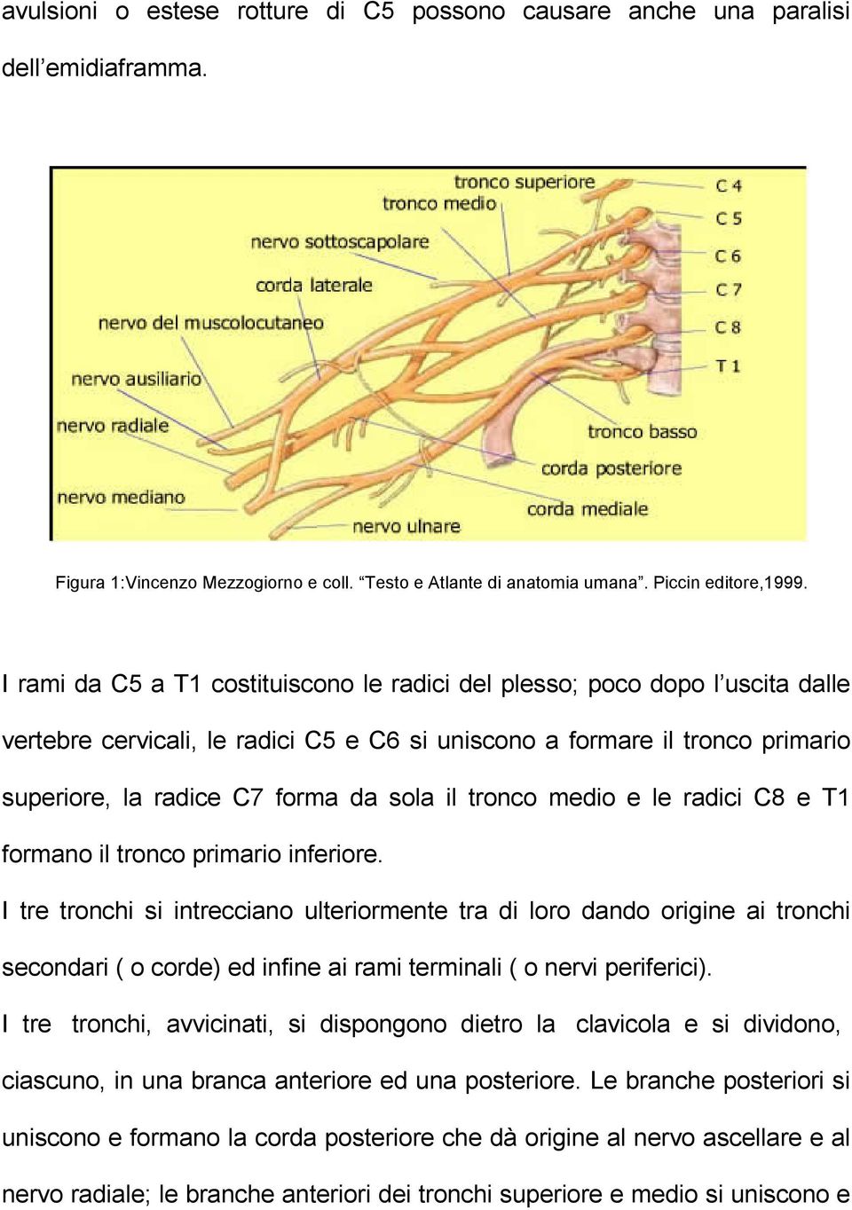 tronco medio e le radici C8 e T1 formano il tronco primario inferiore.