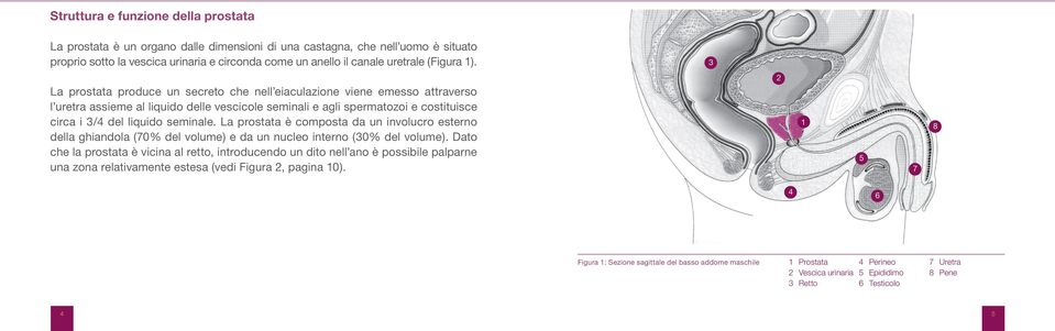 3 La prostata produce un secreto che nell eiaculazione viene emesso attraverso l uretra assieme al liquido delle vescicole seminali e agli spermatozoi e costituisce circa i 3/4 del liquido seminale.