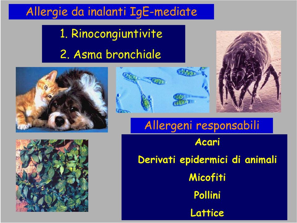 Asma bronchiale Allergeni responsabili