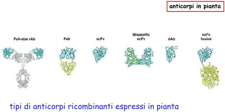 espressi in