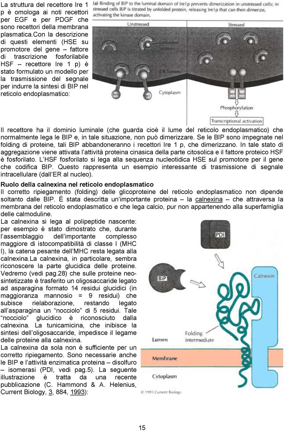 la sintesi di BIP nel reticolo endoplasmatico: Il recettore ha il dominio luminale (che guarda cioè il lume del reticolo endoplasmatico) che normalmente lega le BIP e, in tale situazione, non può