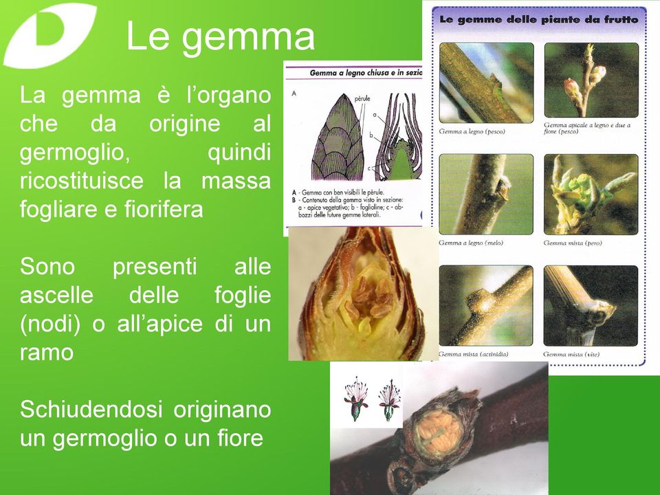 fiorifera Sono presenti alle ascelle delle foglie (nodi)