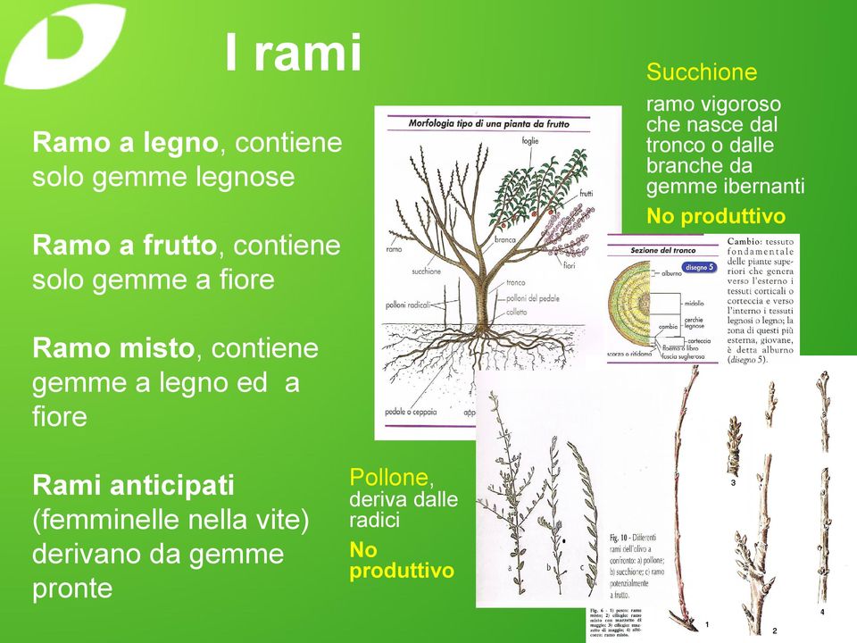 ibernanti No produttivo Ramo misto, contiene gemme a legno ed a fiore Rami