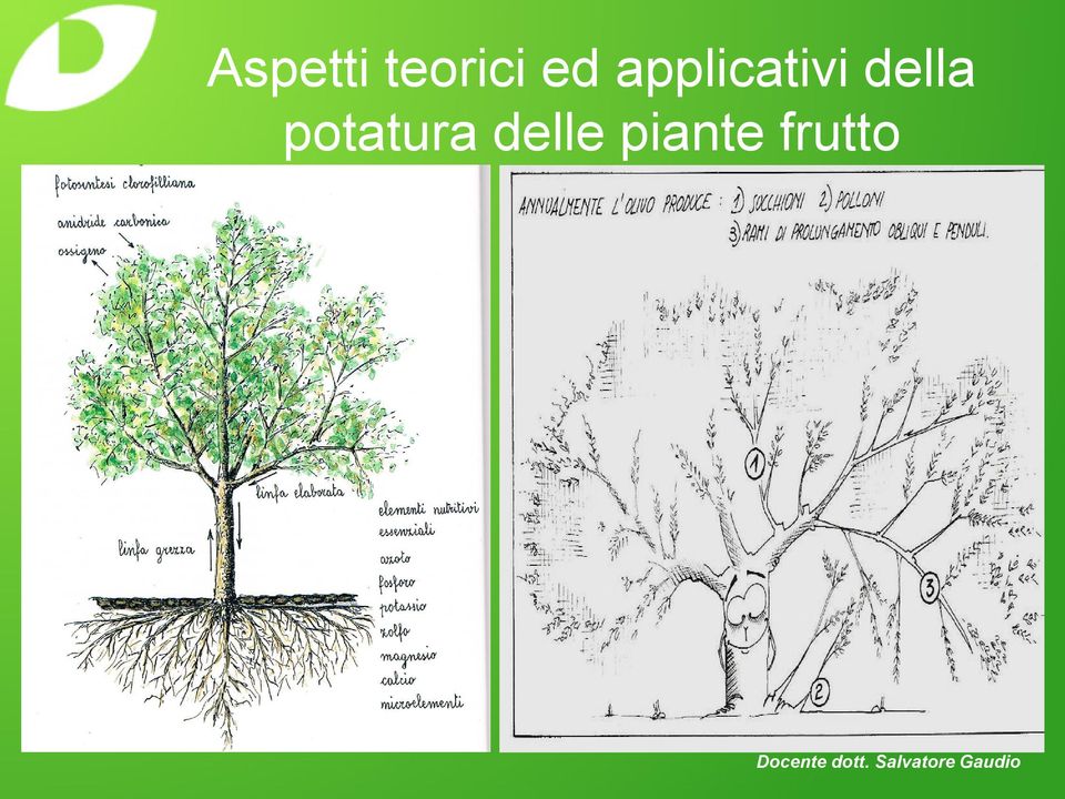 potatura delle piante