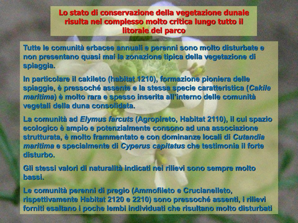 In particolare il cakileto (habitat 1210), formazione pioniera delle spiaggie, è pressoché assente e la stessa specie caratteristica (Cakile maritima) è molto rara e spesso inserita all interno delle