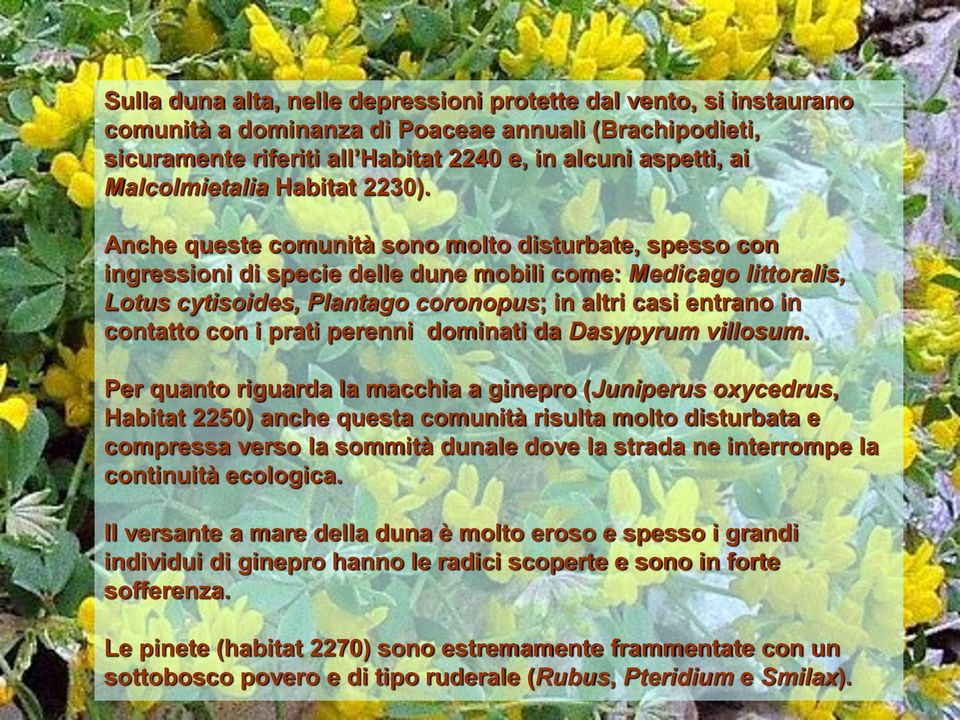 Anche queste comunità sono molto disturbate, spesso con ingressioni di specie delle dune mobili come: Medicago littoralis, Lotus cytisoides, Plantago coronopus; in altri casi entrano in contatto con