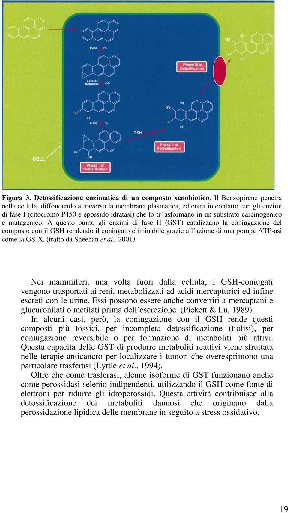 substrato carcinogenico e mutagenico.