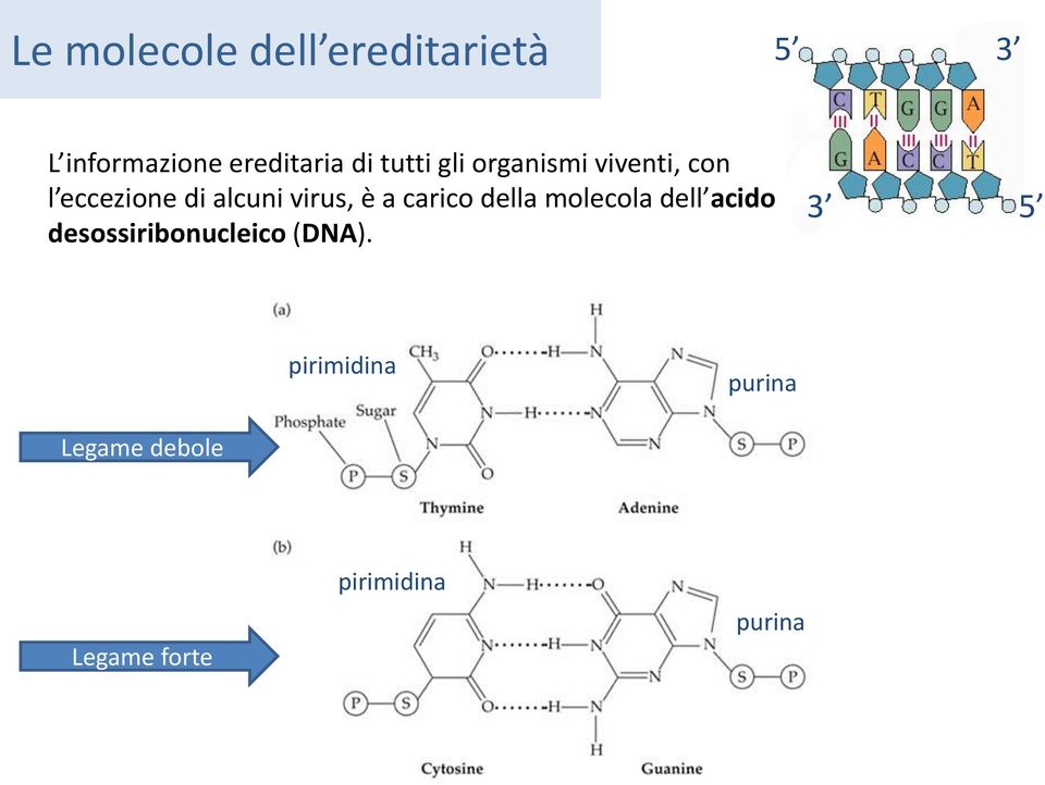 a carico della molecola dell acido desossiribonucleico (DNA).