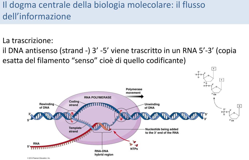 antisenso (strand -) 3-5 viene trascritto in un RNA