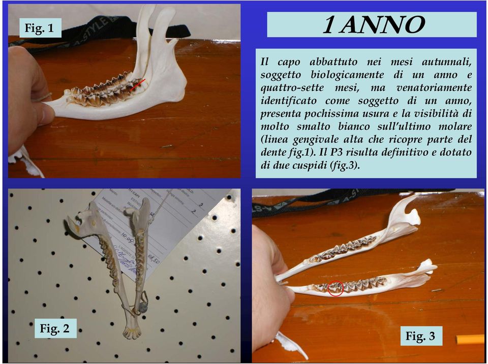 pochissima usura e la visibilità di molto smalto bianco sull ultimo molare (linea gengivale