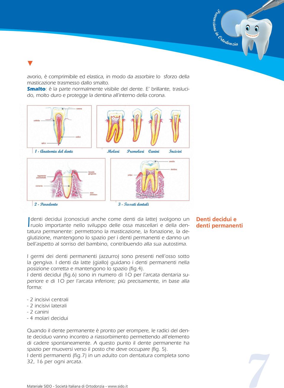 1 - Anatomia del dente Molari Premolari Canini Incisivi 2 - Parodonto 3 - Tessuti dentali denti decidui (conosciuti anche come denti da latte) svolgono un I ruolo importante nello sviluppo delle ossa