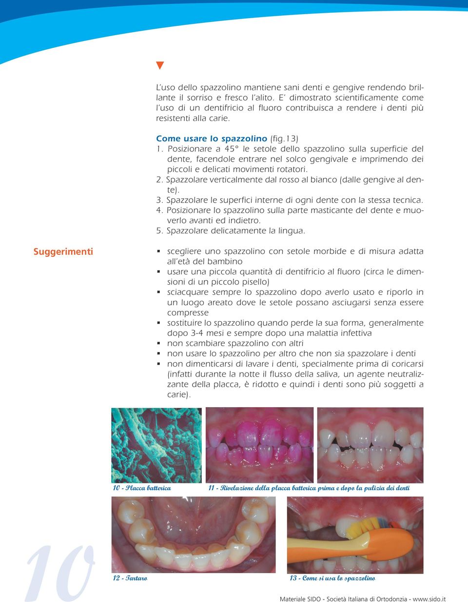 Posizionare a 45 le setole dello spazzolino sulla superficie del dente, facendole entrare nel solco gengivale e imprimendo dei piccoli e delicati movimenti rotatori. 2.