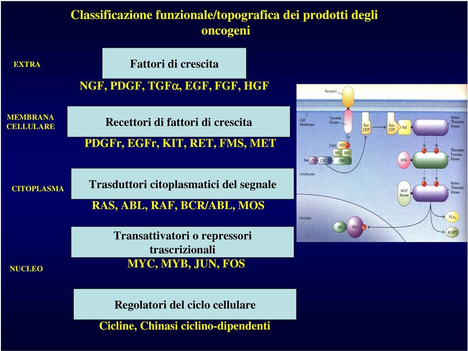 CITOPLASMA Trasduttori citoplasmatici del segnale RAS, ABL, RAF, BCR/ABL, MOS NUCLEO Transattivatori o