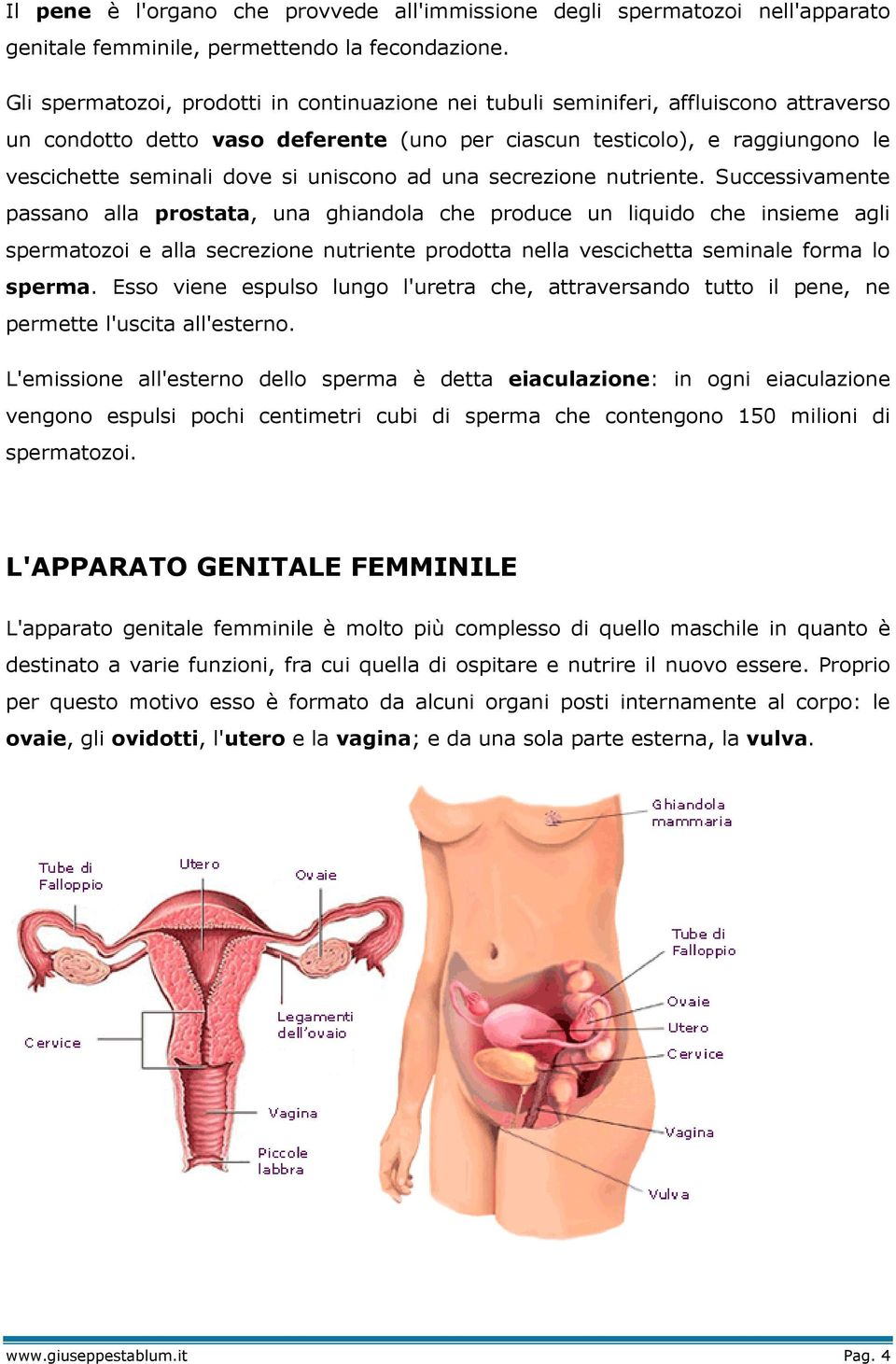 uniscono ad una secrezione nutriente.