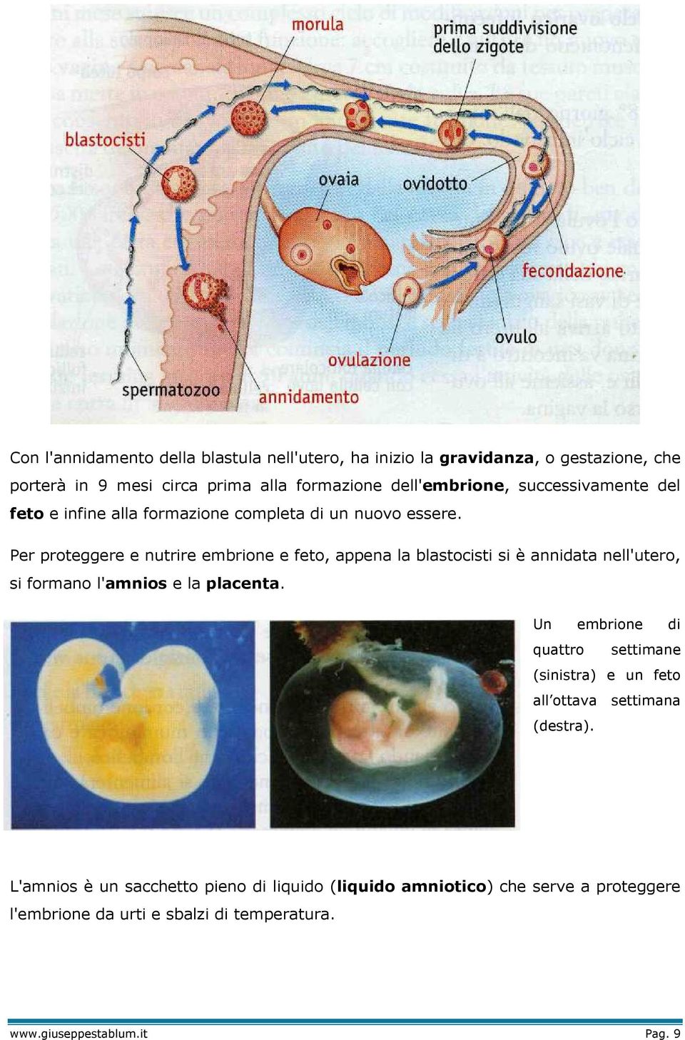 Per proteggere e nutrire embrione e feto, appena la blastocisti si è annidata nell'utero, si formano l'amnios e la placenta.