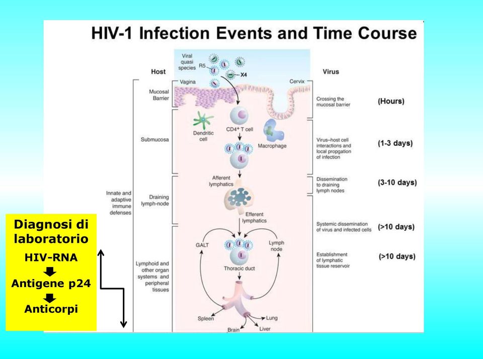 HIV-RNA