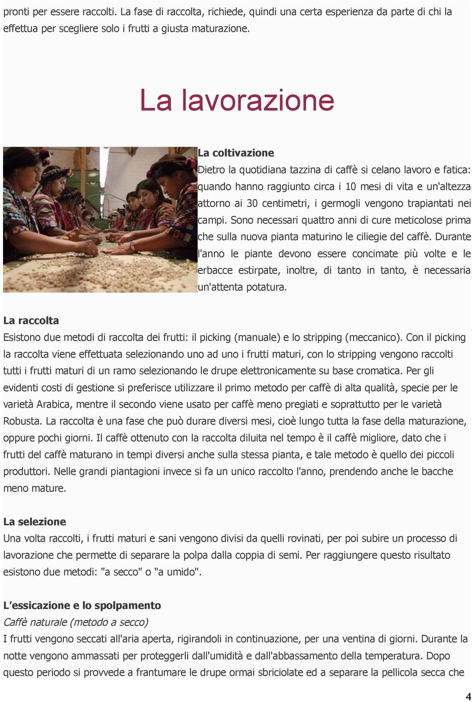 vengono trapiantati nei campi. Sono necessari quattro anni di cure meticolose prima che sulla nuova pianta maturino le ciliegie del caffè.