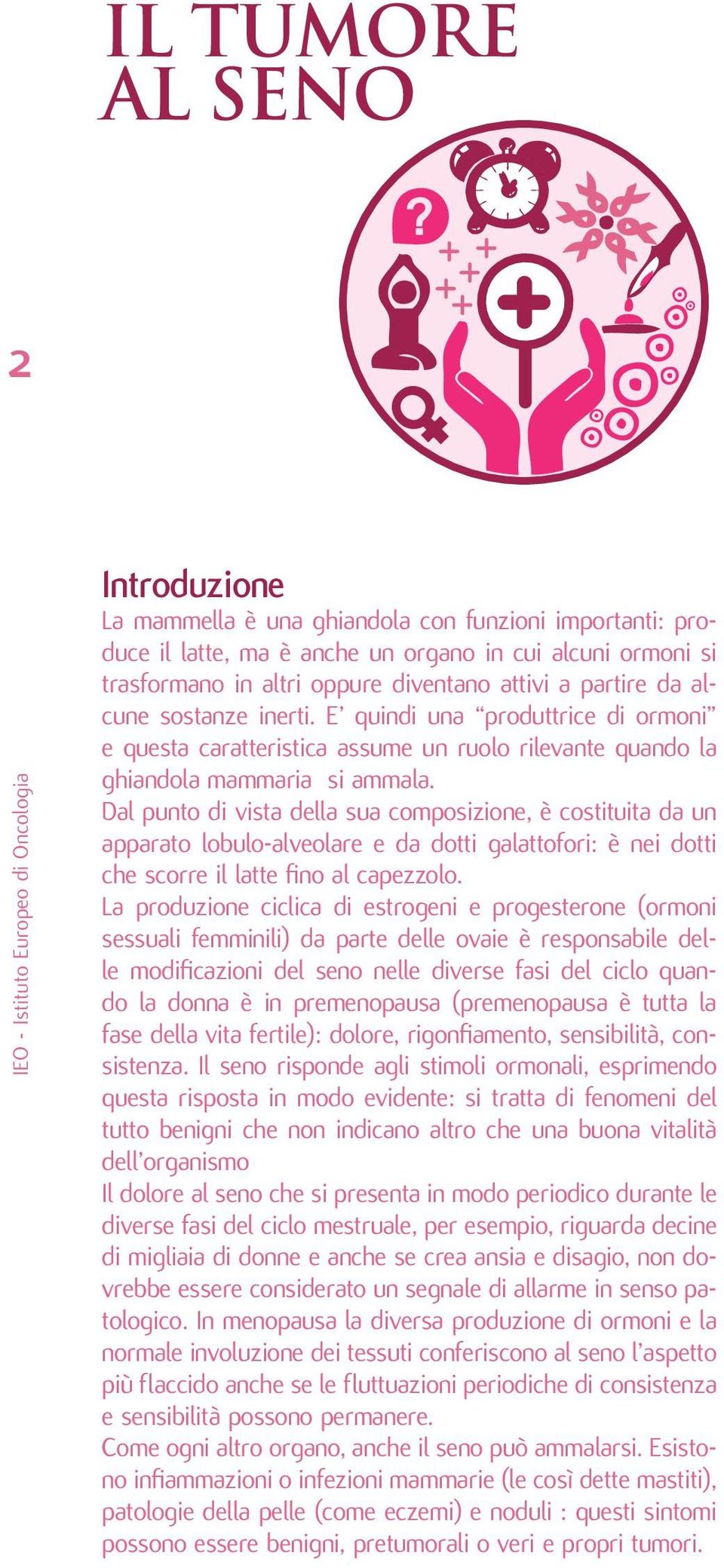 Dal punto di vista della sua composizione, è costituita da un apparato lobulo-alveolare e da dotti galattofori: è nei dotti che scorre il latte fino al capezzolo.