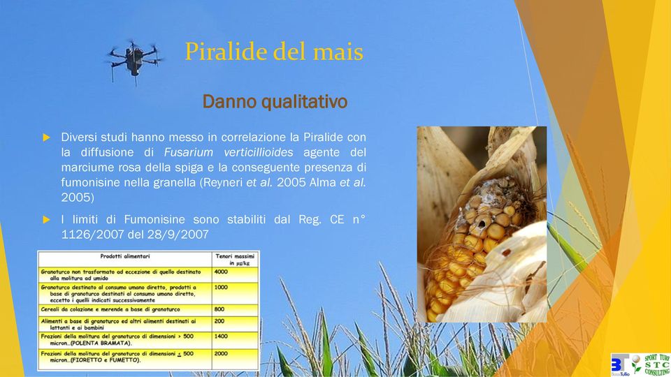 spiga e la conseguente presenza di fumonisine nella granella (Reyneri et al.