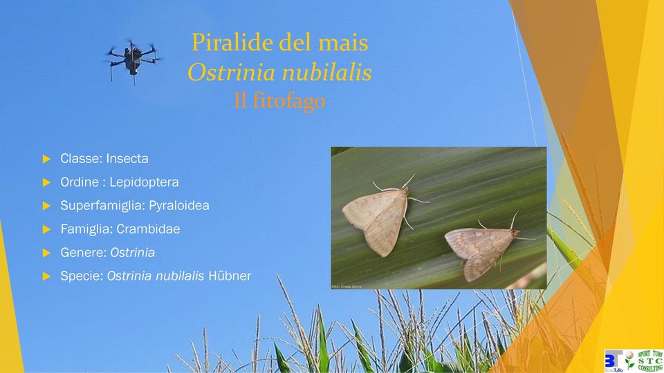 Superfamiglia: Pyraloidea Famiglia: Crambidae