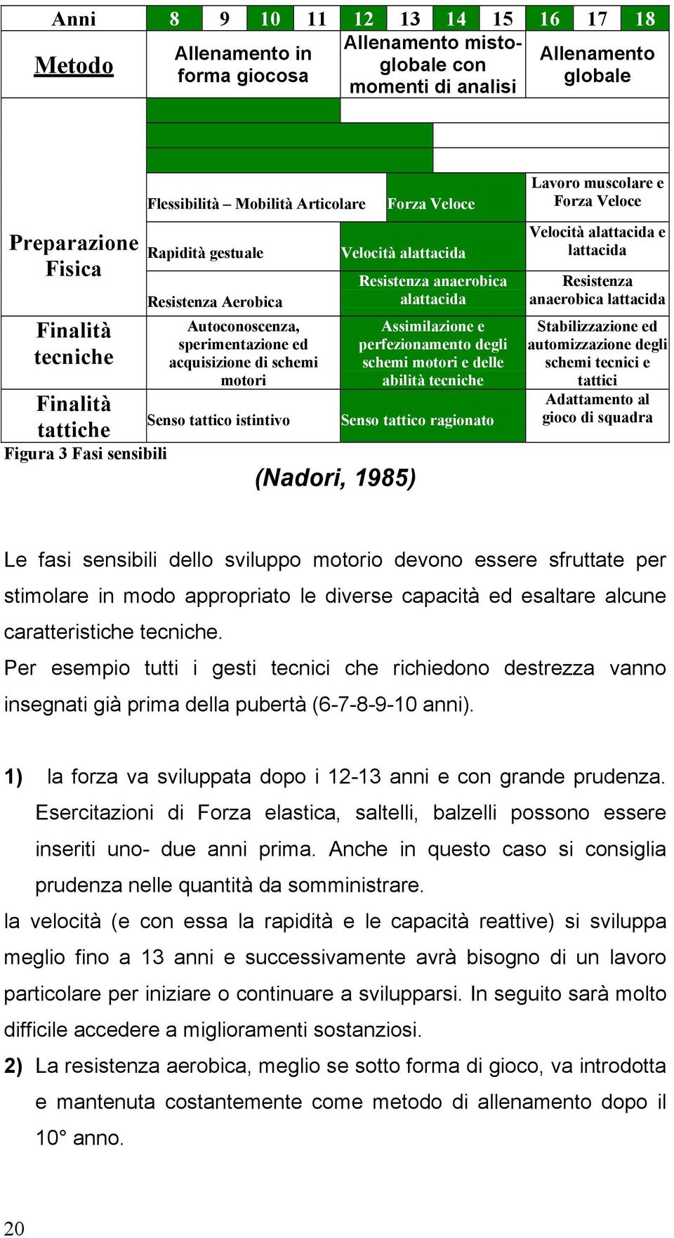 Velocità alattacida (Nadori, 1985) Resistenza anaerobica alattacida Assimilazione e perfezionamento degli schemi motori e delle abilità tecniche Senso tattico ragionato Lavoro muscolare e Forza