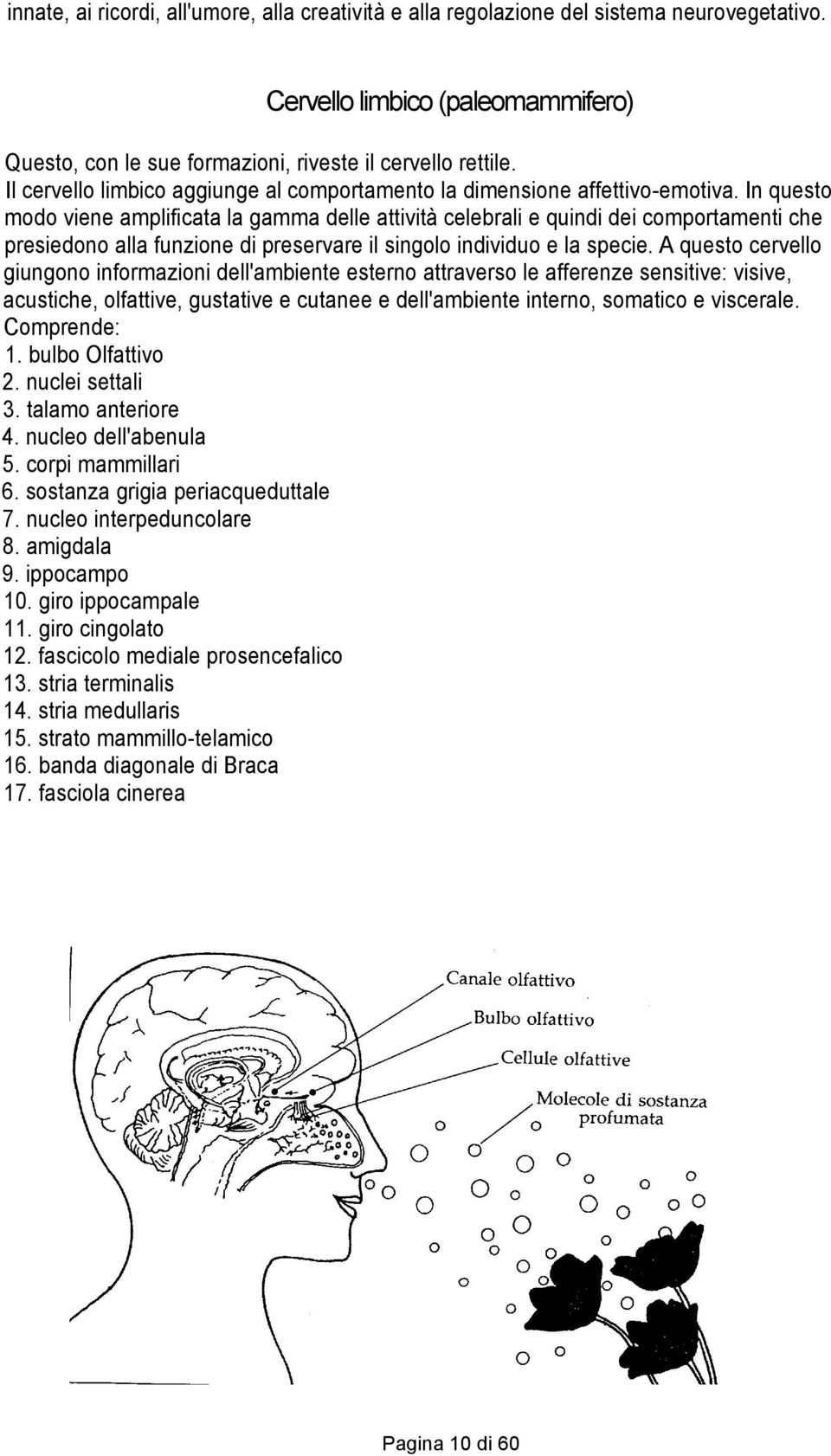 In questo modo viene amplificata la gamma delle attività celebrali e quindi dei comportamenti che presiedono alla funzione di preservare il singolo individuo e la specie.