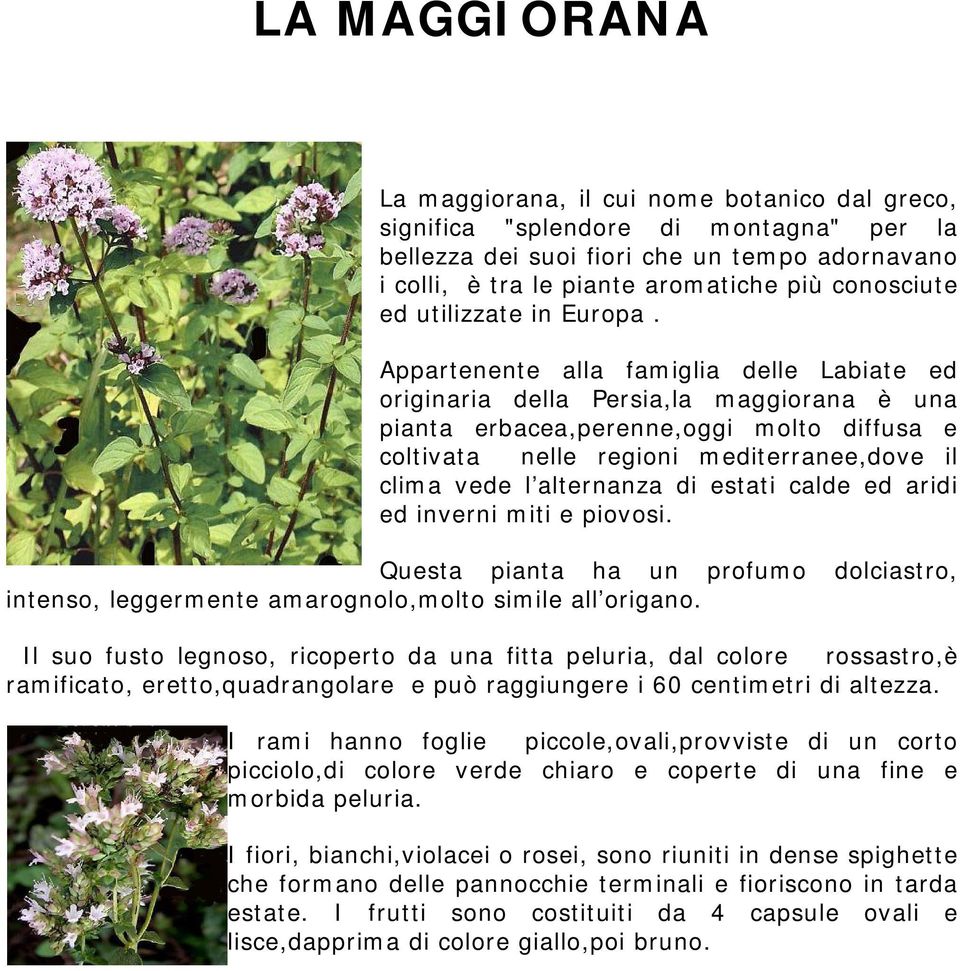 Appartenente alla famiglia delle Labiate ed originaria della Persia,la maggiorana è una pianta erbacea,perenne,oggi molto diffusa e coltivata nelle regioni mediterranee,dove il clima vede l