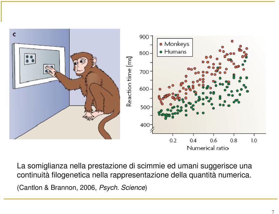 filogenetica nella rappresentazione della