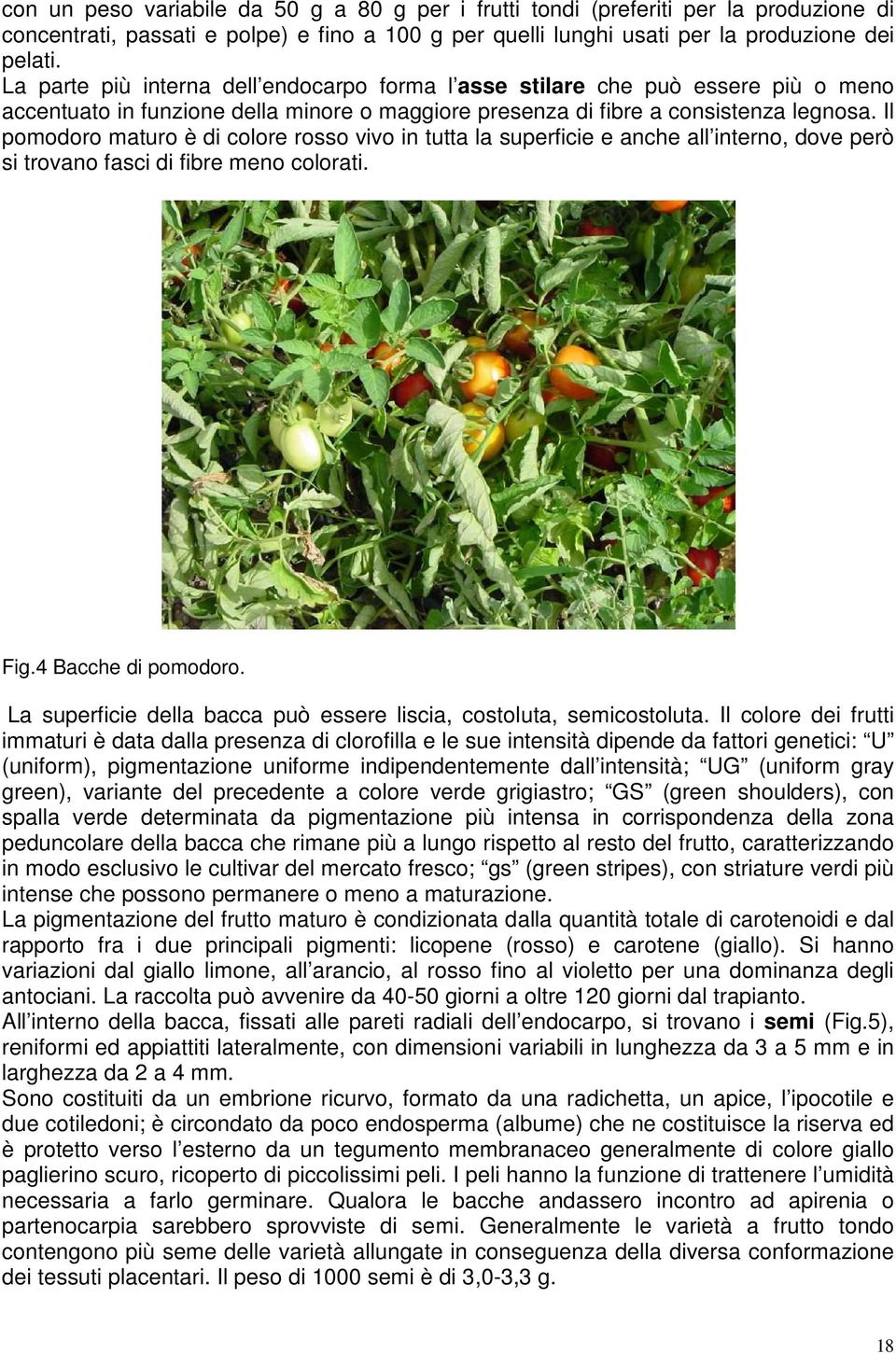 Il pomodoro maturo è di colore rosso vivo in tutta la superficie e anche all interno, dove però si trovano fasci di fibre meno colorati. Fig.4 Bacche di pomodoro.