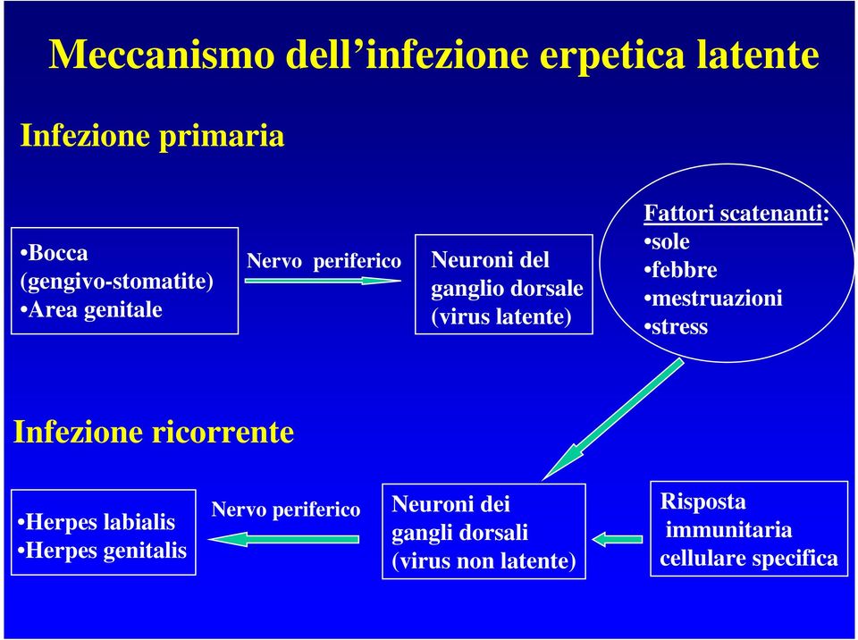 sole febbre mestruazioni stress Infezione ricorrente Herpes labialis Herpes genitalis Nervo