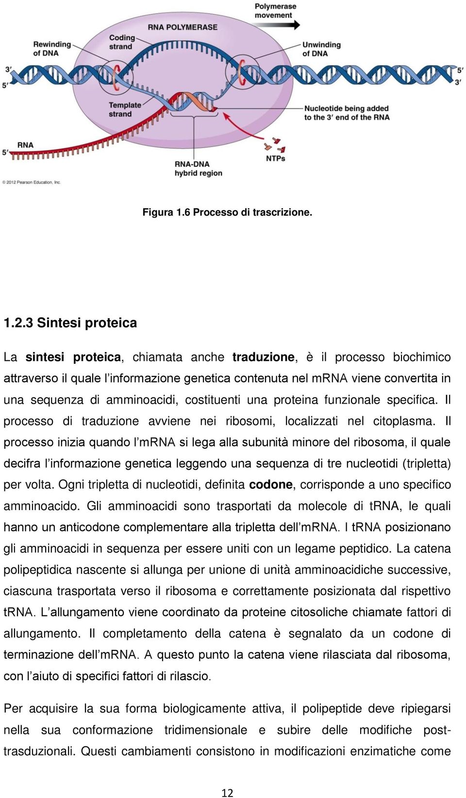 amminoacidi, costituenti una proteina funzionale specifica. Il processo di traduzione avviene nei ribosomi, localizzati nel citoplasma.