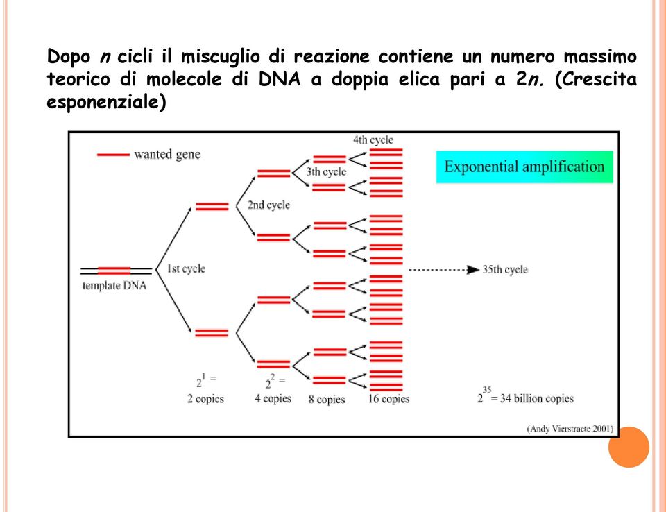 teorico di molecole di DNA a doppia
