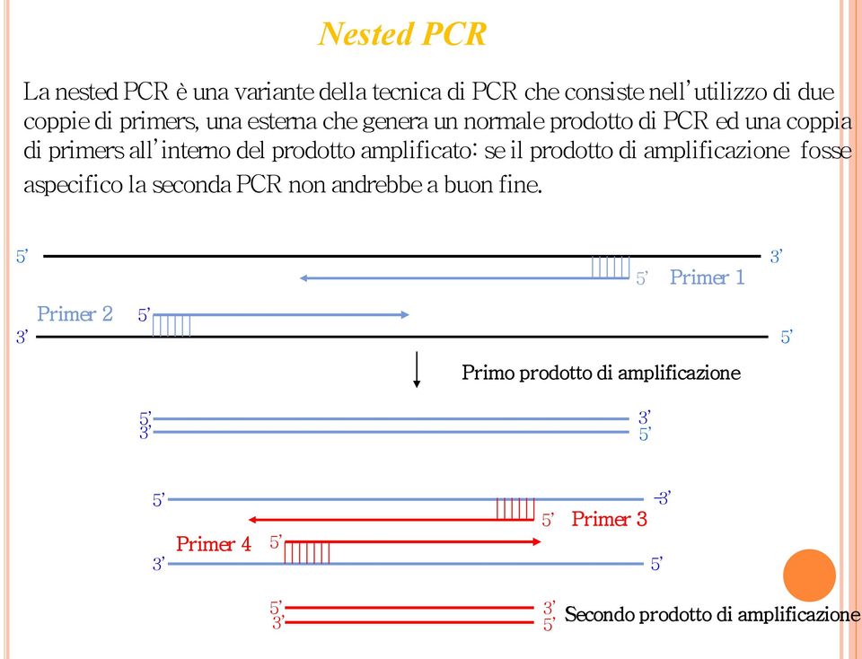 amplificato: se il prodotto di amplificazione fosse aspecifico la seconda PCR non andrebbe a buon fine.