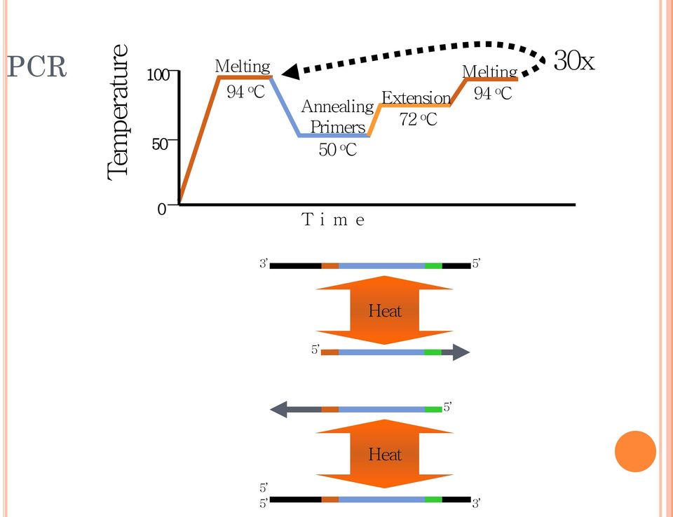 C Extension 72 o C Melting 94