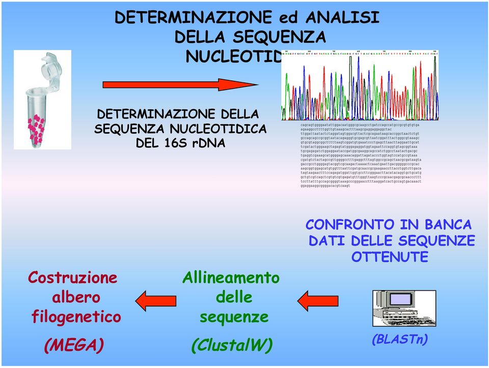 Costruzione albero filogenetico (MEGA) Allineamento delle