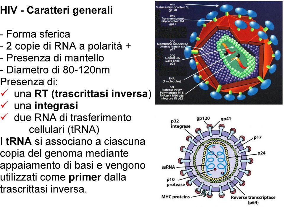 due RNA di trasferimento cellulari (trna) I trna si associano a ciascuna copia del
