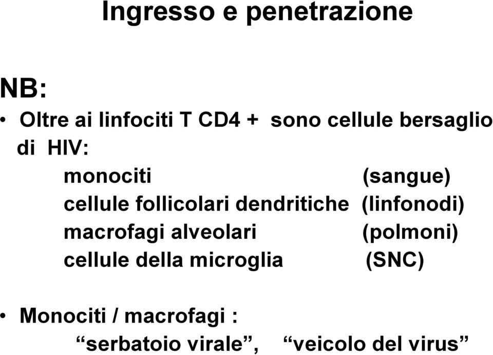 dendritiche (linfonodi) macrofagi alveolari (polmoni) cellule