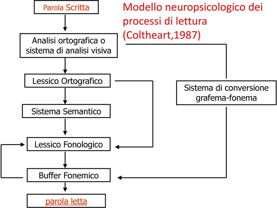 (Coltheart,1987) Lessico Ortografico Sistema Semantico Sistema