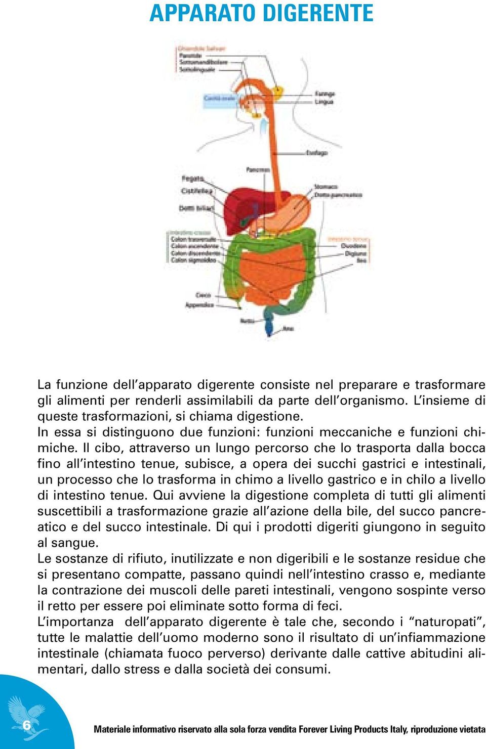 Il cibo, attraverso un lungo percorso che lo trasporta dalla bocca fino all intestino tenue, subisce, a opera dei succhi gastrici e intestinali, un processo che lo trasforma in chimo a livello