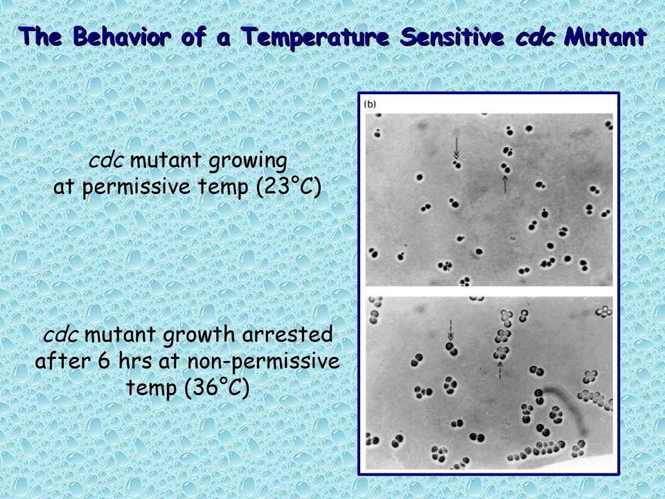 permissive temp (23 C) cdc mutant growth