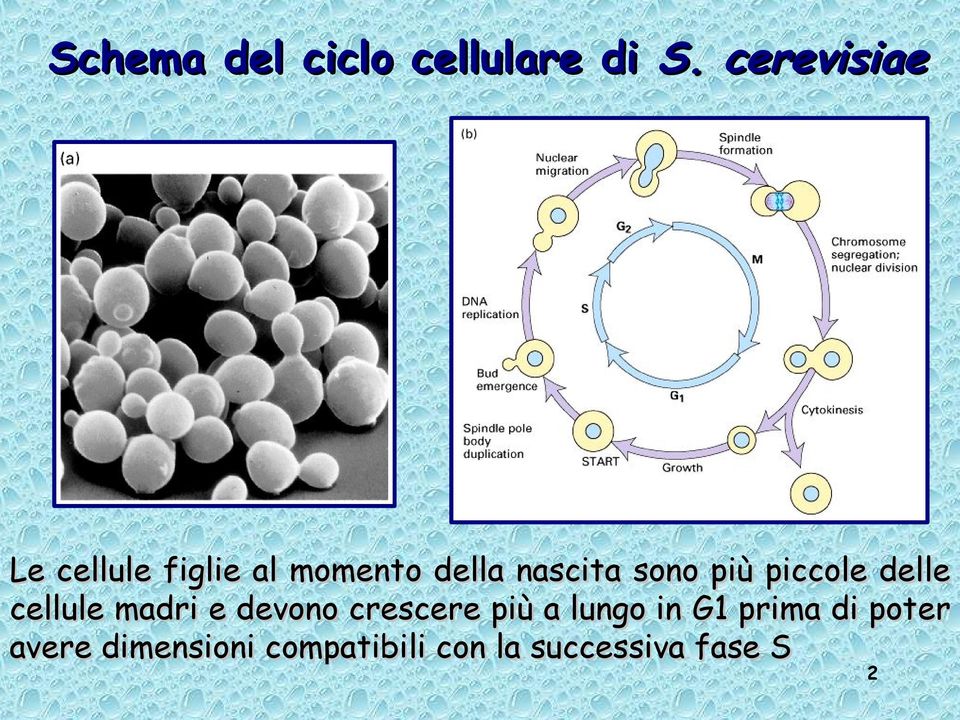 sono più piccole delle cellule madri e devono crescere